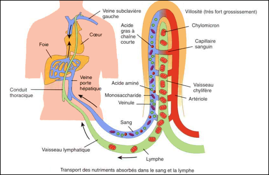 Système lymphatique