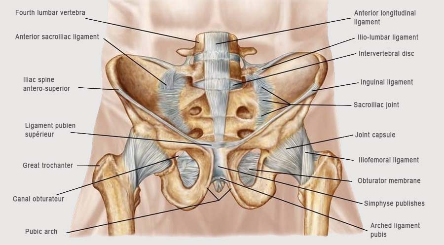 Lower back pain anatomy