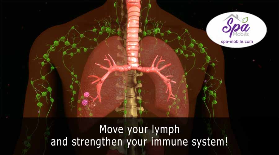 lymph drainage immune system